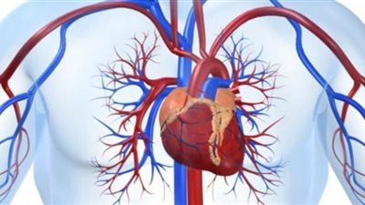 بدران:  الصيام يعزز صحة القلب