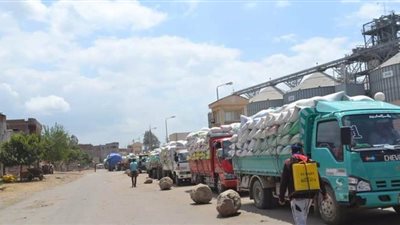 49 ألف طن حصيلة توريد محصول القمح بشون وصوامع الدقهلية