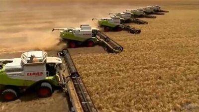 الوادي الجديد: حصاد 129 ألف فدان قمح وتوريد 49 ألف طن للصوامع