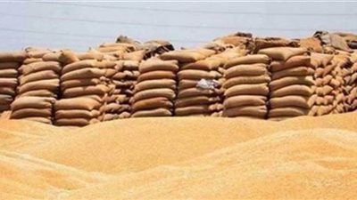 توريد 34 ألف طن قمح للشون والصوامع في القليوبية