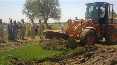الزراعة تكلف بإزالة مشاتل الأرز من الوادي الجديد 