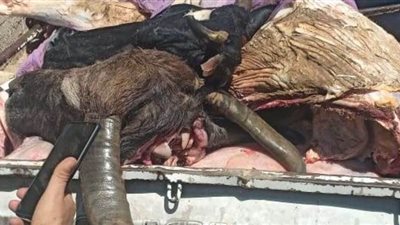ضبط كميات كبيرة من اللحوم غير الصالحة للاستهلاك بالبحيرة