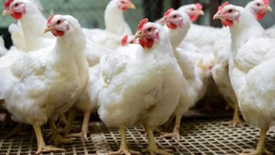 تجارية القاهرة: الدواجن تراجعت 3 جنيهات منذ بداية رمضان