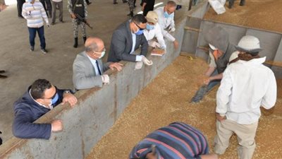 زراعة الدقهلية: توريد ٥٧ ألف طن قمح بالصوامع