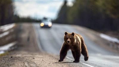 وزارة البيئة الروسية تحذر من مصادقة الحيوانات الخطيرة في فترة العزل الذاتي