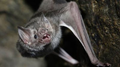 متى تشكل الخفافيش خطورة على الإنسان؟