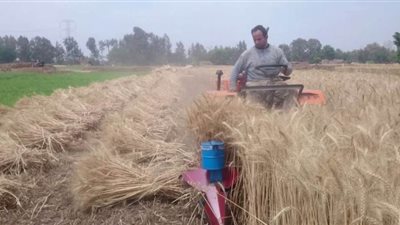 الزراعة حصاد 893 ألف فدان قمح وتوريد 579 ألف طن 