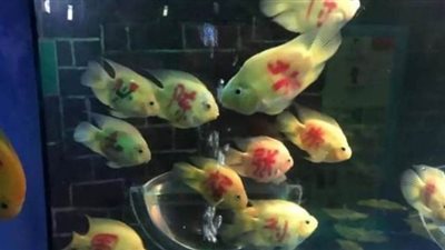 جدل في الصين بسبب الكتابة على الأسماك