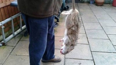 أيرلندي يصطاد فأرا بحجم السنجاب باستخدام قطعة جبن