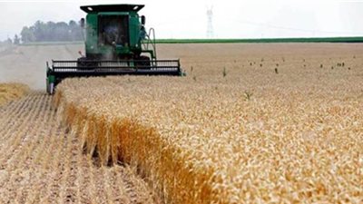 الوادي الجديد تنتهي من حصاد 144 ألف فدان قمح وتوريد 60 ألف طن 