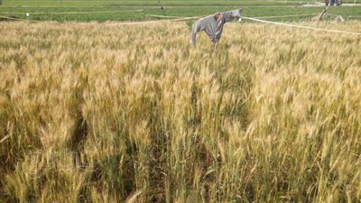 توريد 199 ألفا و891 طن قمح لشون وصوامع الشرقية