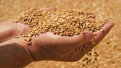 توريد 3175 طن من القمح للصوامع والشون بقنا