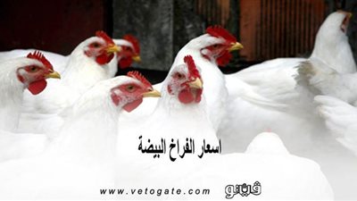 اسعار الفراخ البيضة | بورصه الدواجن العمومية اليوم2020/5/1