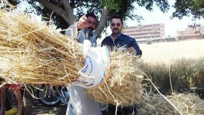 محافظ الشرقية يكشف أسباب زيادة إنتاجية محصول القمح هذا الموسم