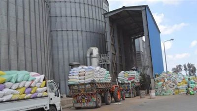 صوامع الدقهلية تستقبل 80 ألف طن قمح منذ بدء موسم التوريد | صور