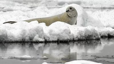 فقمة تقتحم فناء منزل بمدينة أناكورتس الأمريكية وتحاول الدخول إليه | فيديو