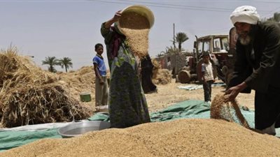 توريد 47 ألفا و637 طنا من القمح في شون وصوامع قنا