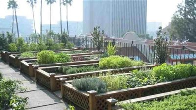 إزاي تزرع سطح بيتك بـ 200 جنيه؟.. المتحدث باسم البيئة يجيب | فيديو