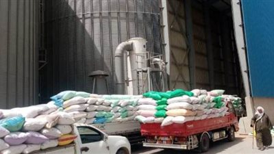 صوامع الشرقية: توريد 290 ألفا و768 طن قمح | صور