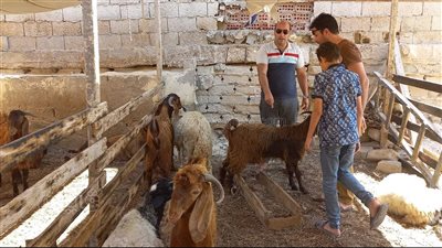 أهالي العريش يواصلون التوافد على الأسواق لشراء أضحية العيد | فيديو