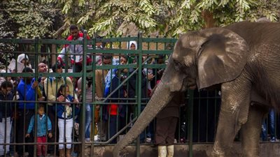 رئيس حديقة الحيوان يكشف سعر التذكرة في عيد الأضحى