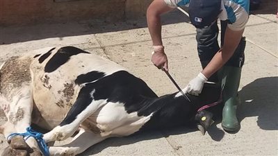 ثورة العجول.. هروب الأضاحي من الجزارين يتصدر المشهد في العيد.. ونهاية مأساوية لطفل ببني سويف | فيديو 