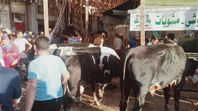 جزارو الإسكندرية يخالفون التعليمات ويذبحون في الشوارع | صور 