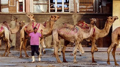 حوادث الذبح الطريفة.. جمل يهرب من المجزر ويحتمى بقصر عابدين والملك يشتريه 