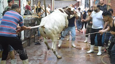 معركة القوة والعقل.. عجل يتمرد على ذبحه.. والجزار يروضه باحترافية | فيديو 