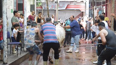 انتشار الذبح أمام محال الجزارة بشوارع الجيزة احتفالا بعيد الأضحى المبارك | فيديو وصور 