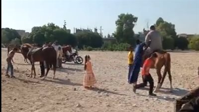صورة الحصان بـ 5 جنيهات والموتوسيكل بـ 10.. جبانة أولاد يحيى مزار السوهاجية في عيد الأضحى | فيديو