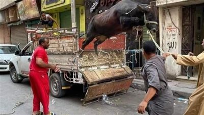 العجول الهربانة تتصدر التريند.. والنشطاء: أحسن من أفلام العيد | فيديو
