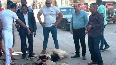 تحرير 24 محضر ذبح أضاحي خارج المجازر فى أسوان| صور