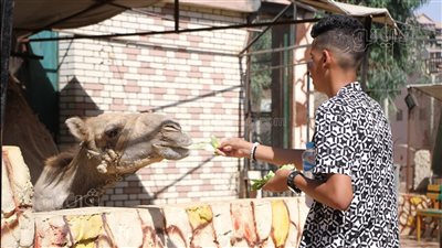 عالم الحيوان بالحديقة الدولية يجذب الزوار.. والشباب يتصدرون المشهد| فيديو وصور 