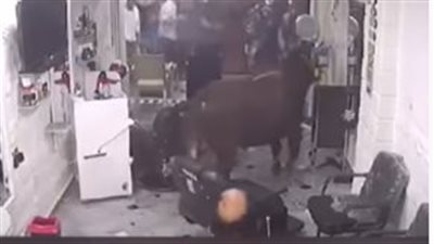 مشهد طريف لاقتحام عجل صالون حلاقة| فيديو 