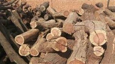 تفسير حلم الحطب في المنام وعلاقته بالرزق الوفير والتمتع بالسعادة والسكينة 