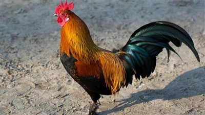 تفسير حلم الديك في المنام وعلاقته بزوال الكرب والضيق والحزن