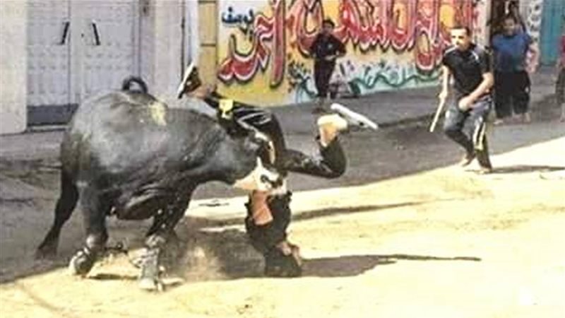 أغرب حوادث اليوم