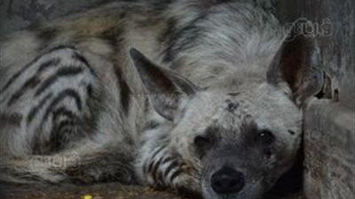 عدد الحيوانات على الأرض تقلص بنسبة 68% في 50 عاما 