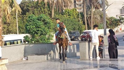 تأجير الخيول يجذب الأطفال في ممشى المنصورية ثاني أيام عيد الأضحى| فيديو