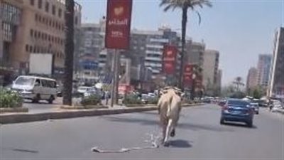 لحظة هروب عجل على كورنيش بنها ومطاردة الجزار له