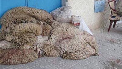 تعرف على عقوبة نقل جلود الأضاحي دون تصريح