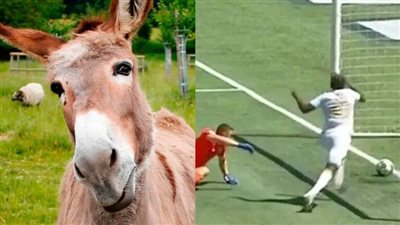 عجائب الكرة الأفريقية.. إحضار الكرة إلى حكم مباراة بطريقة غريبة | فيديو