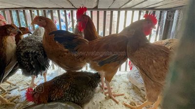 أسعار الدواجن اليوم الأربعاء 7-9-2022 في قنا