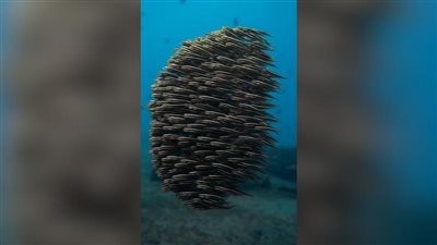 صغيرة لكن سمها قاتل.. 