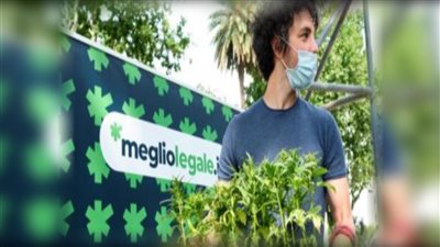 مسئول إيطالي يزرع ماريجوانا بمنزله.. ويطالب بتقنين تجارة المخدرات