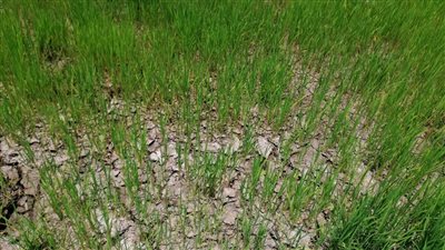  ١٣٨ فدانا مهددة بالبوار ببني عبيد في الدقهلية.. والأهالي يستغيثون | فيديو وصور