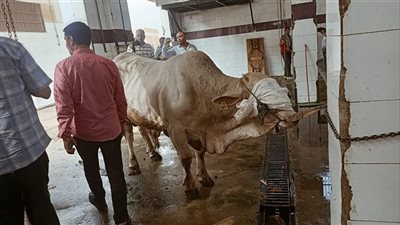 ذبح 2062 أضحية خلال عيد الأضحى بمجازر القليوبية