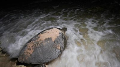 تغير المناخ يؤثر في السلاحف الكوبية | صور 