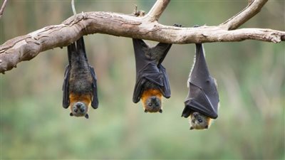 الخفافيش.. إنقاذ البشر من الأوبئة